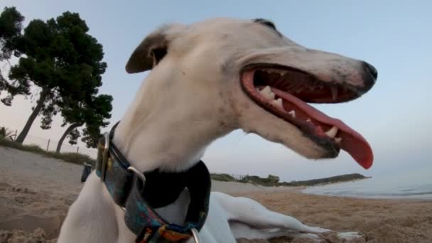 Slow Motion Close Whippet Dogs Mouth Tongue Whilst Beach — Stockvideo