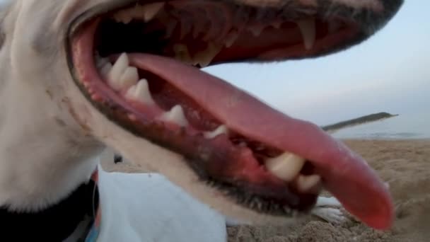 Slow Motion Close Whippet Dogs Mouth Tongue Whilst Beach — Stockvideo