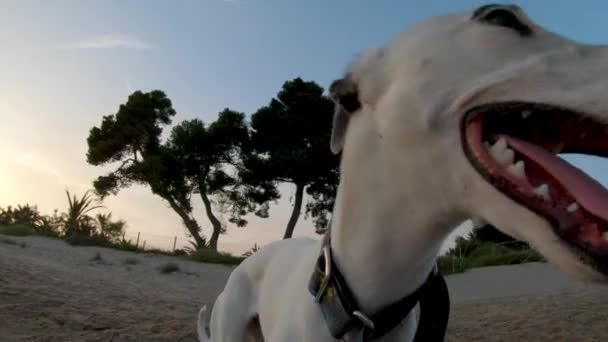 Slow Motion Close Whippet Dogs Mouth Tongue Whilst Beach — 비디오