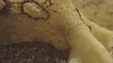 Su altı deniz canlılarının makro görüntüsü.