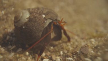 A macro shot of small crabs underwater