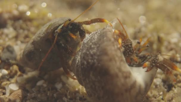 Makro Záběr Malých Krabů Bojujících Pod Vodou — Stock video