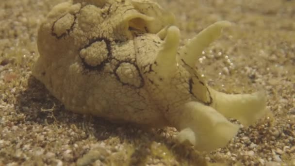 Macro Shot Underwater Sea Creatures — Stockvideo