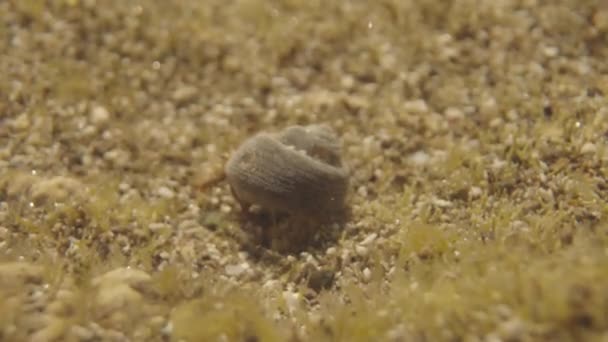 Macro Shot Small Crabs Underwater — Stockvideo