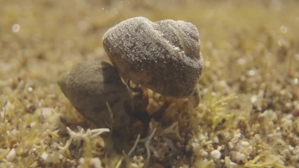 Een Macro Shot Van Kleine Krabben Vechtend Onder Water — Stockvideo