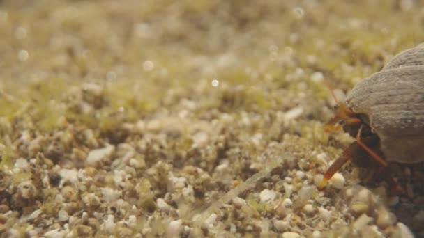 Una Macro Toma Pequeños Cangrejos Bajo Agua — Vídeos de Stock