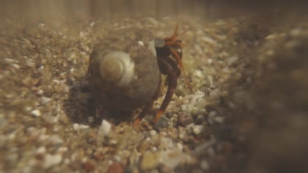 Een Macro Shot Van Kleine Krabben Onderwater — Stockvideo