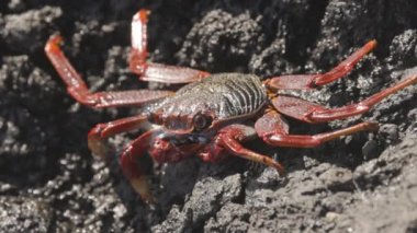 Kanarya adalarındaki kayalıklardaki kırmızı yengecin makro görüntüsü.
