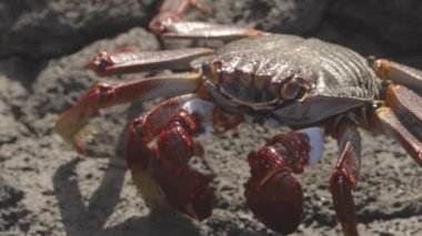 Kanarya adalarındaki kayalıklardaki kırmızı yengecin makro görüntüsü.