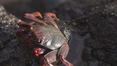 Kanarya adalarındaki kayalıklardaki kırmızı yengecin makro görüntüsü.