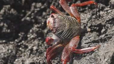 Kanarya adalarındaki kayalıklardaki kırmızı yengecin makro görüntüsü.