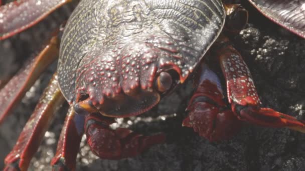 Een Macro Shot Van Een Rode Krab Rotsen Canarische Eilanden — Stockvideo