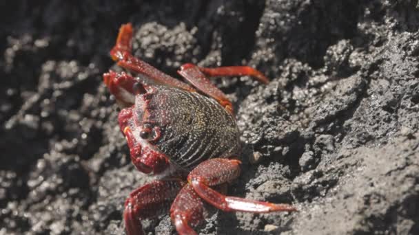 Een Macro Shot Van Een Rode Krab Rotsen Canarische Eilanden — Stockvideo