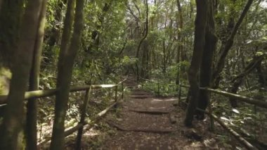 A POV walking shot through the pathways in the garajonay tropical forest in la gomera