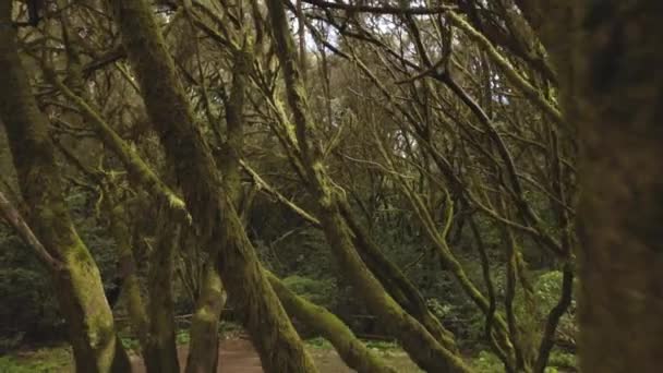 Pov Walking Shot Pathways Garajonay Tropical Forest Gomera — Stock Video
