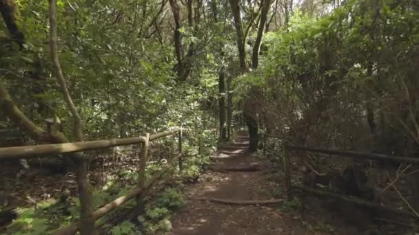 Pov Walking Shot Pathways Garajonay Tropical Forest Gomera — Vídeos de Stock