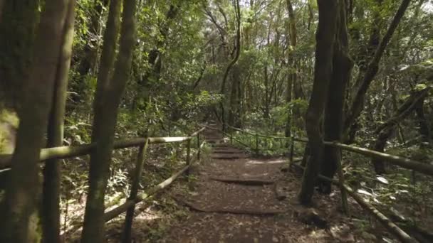 Pov Walking Shot Pathways Garajonay Tropical Forest Gomera — Stock videók