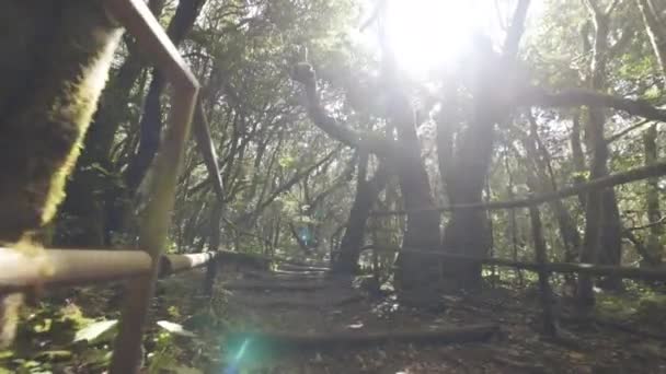 Pov Walking Shot Pathways Garajonay Tropical Forest Gomera — Stockvideo