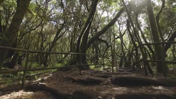 Прогулка Военнопленных Тропинкам Тропическом Лесу Гарахонай Гомера — стоковое видео