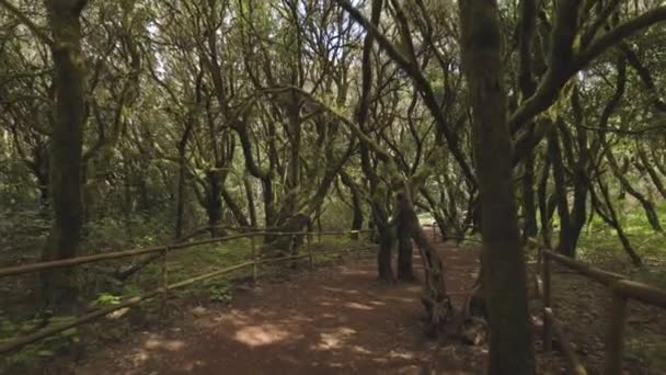 Pov Walking Shot Pathways Garajonay Tropical Forest Gomera — Stockvideo