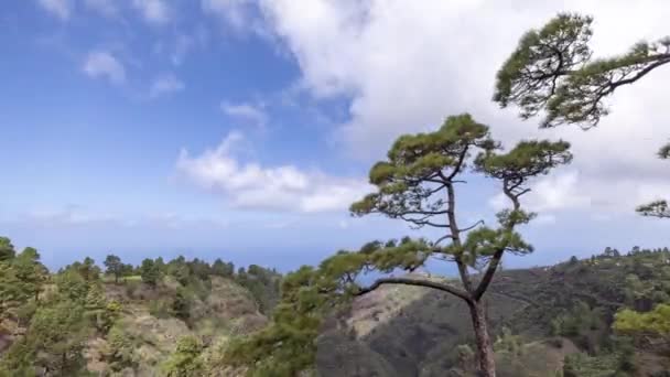 Timelapse View Coast Palma Canary Islands Trees Forest — 图库视频影像