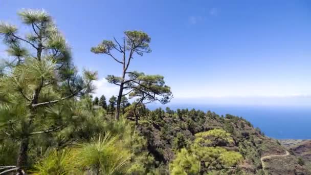 Timelapse View Coast Palma Canary Islands Trees Forest — Stockvideo