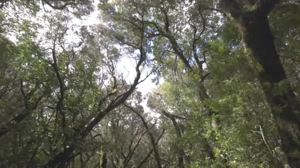 Pov Walking Shot Pathways Garajonay Tropical Forest Gomera — Vídeo de stock