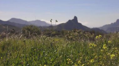 Gran Canaria 'daki bahar çiçekleriyle birlikte Roque Nublo.