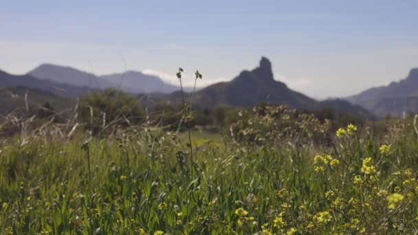 Roque Nublo Gran Canaria Spring Flowers — Vídeo de Stock