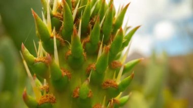 Arka planda hareket eden bir kaktüsün makro zaman çizelgesi.