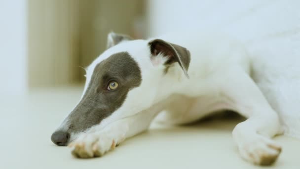 午後の光の中で捕獲された鞭犬は白いアパートのスペースでリラックス — ストック動画