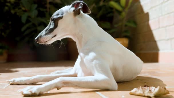 Een Whippet Hond Gevangen Middag Licht Ontspannen Een Patio Tuin — Stockvideo