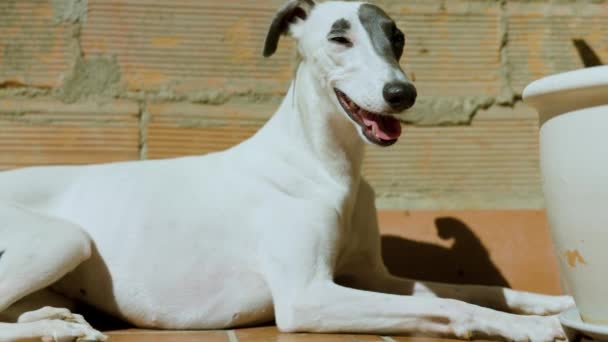 Een Whippet Hond Gevangen Middag Licht Ontspannen Een Patio Tuin — Stockvideo