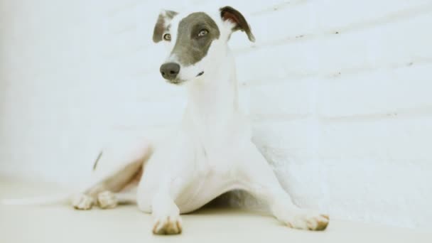 Een Whippet Hond Gevangen Middag Licht Ontspannen Een Wit Appartement — Stockvideo