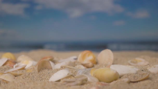 Seashells Spadają Piękną Plażę Zwolnionym Tempie — Wideo stockowe