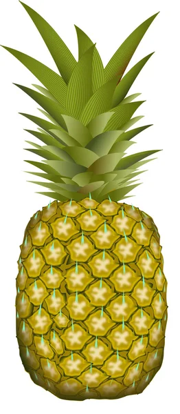 Ananas — Wektor stockowy