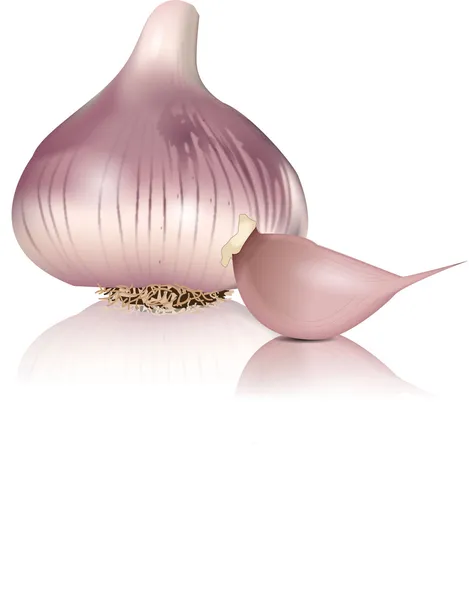 GARLIC — Stock Vector