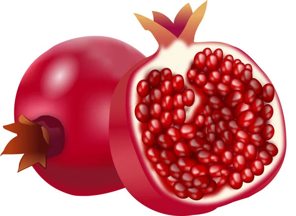 Pomegranate — Stock Vector