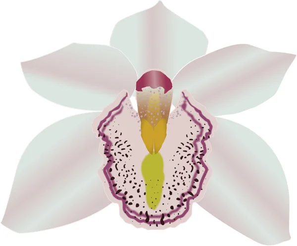 Orquídea — Vector de stock