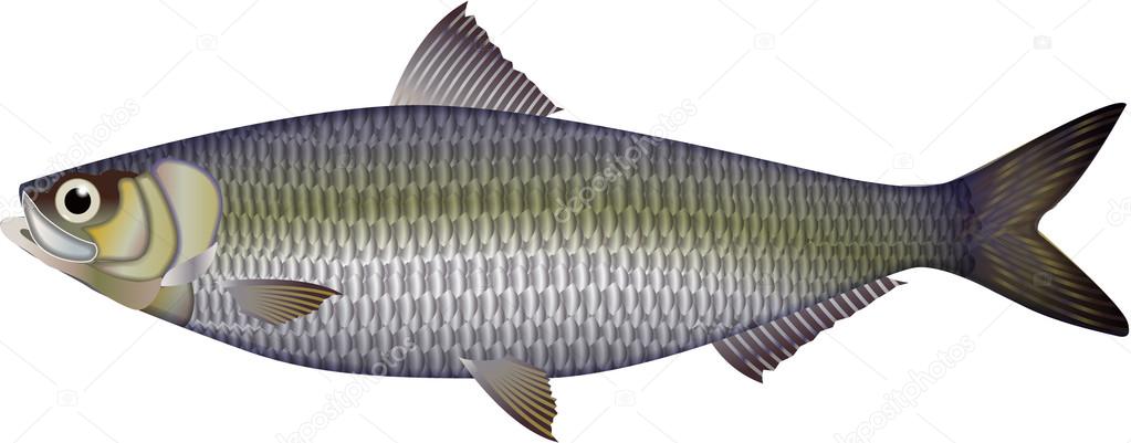 Makanan Ikan Grafik Vektor