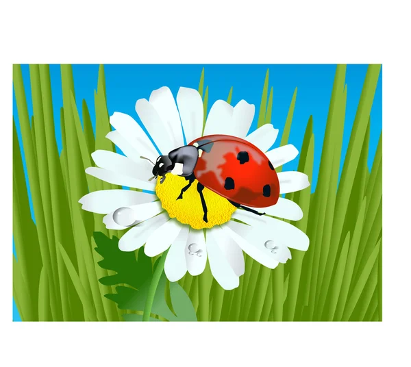 Lady Bug. — Vetor de Stock