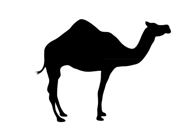 Silhouette de chameau — Image vectorielle