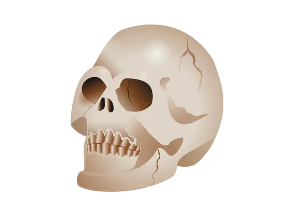 Halloween czaszki — Wektor stockowy