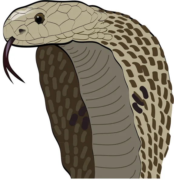 Wąż Kobra — Wektor stockowy