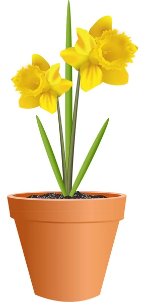 Daffodilos — Vetor de Stock