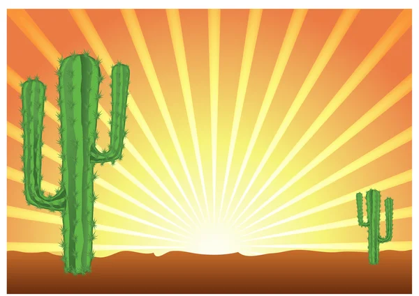 Öken kaktus — Stockfoto