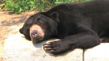 kafa çizilmemesi sun bear