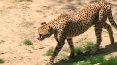 cheetah yiyecek arama