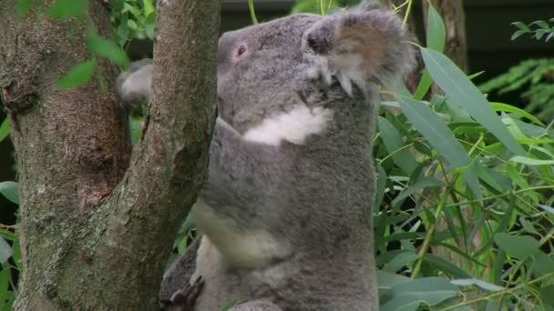 Vuxen koala Björn vrida huvudet och titta runt medan uppe på träd. — Stockvideo