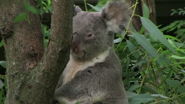 Erwachsener Koalabär dreht Kopf und schaut sich um, während er auf Baum hockt. — Stockvideo